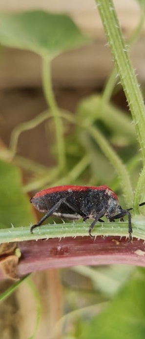 一部手机上显示着拥有高浏览量的Instagram Reels界面