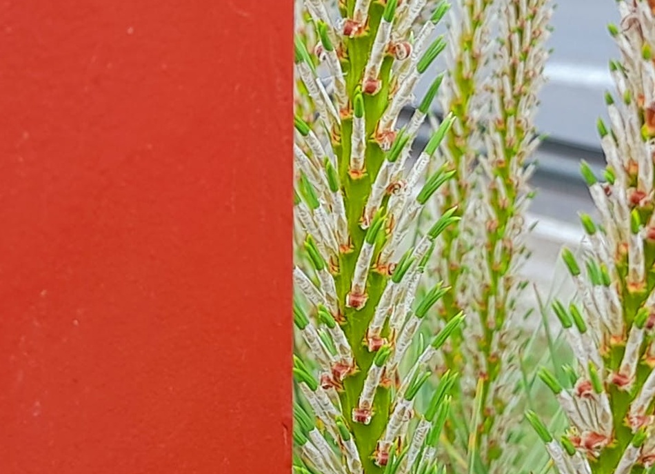 将ig刷点赞与整体IG营销策略相结合的最佳实践