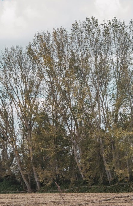 持续创作高质量的TikTok视频内容是吸引粉丝的关键