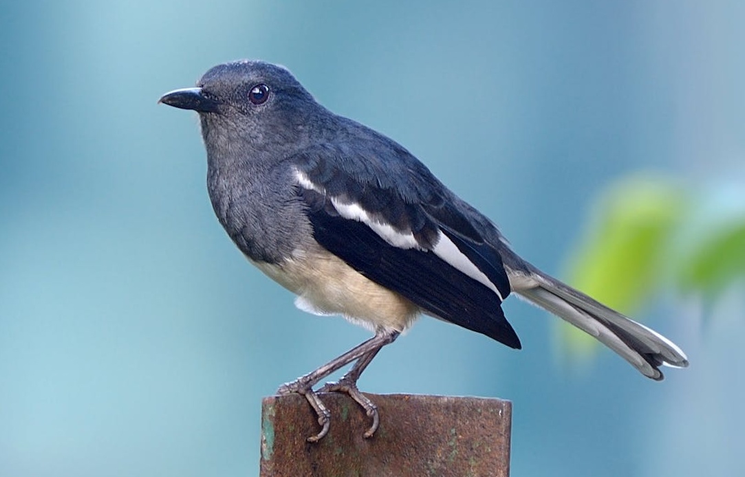 2025年TikTok增长趋势图