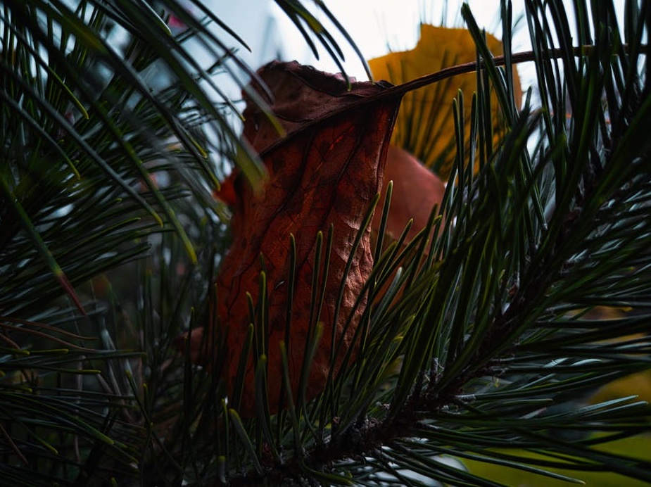 一位网红正在创作高质量的Instagram Reels内容