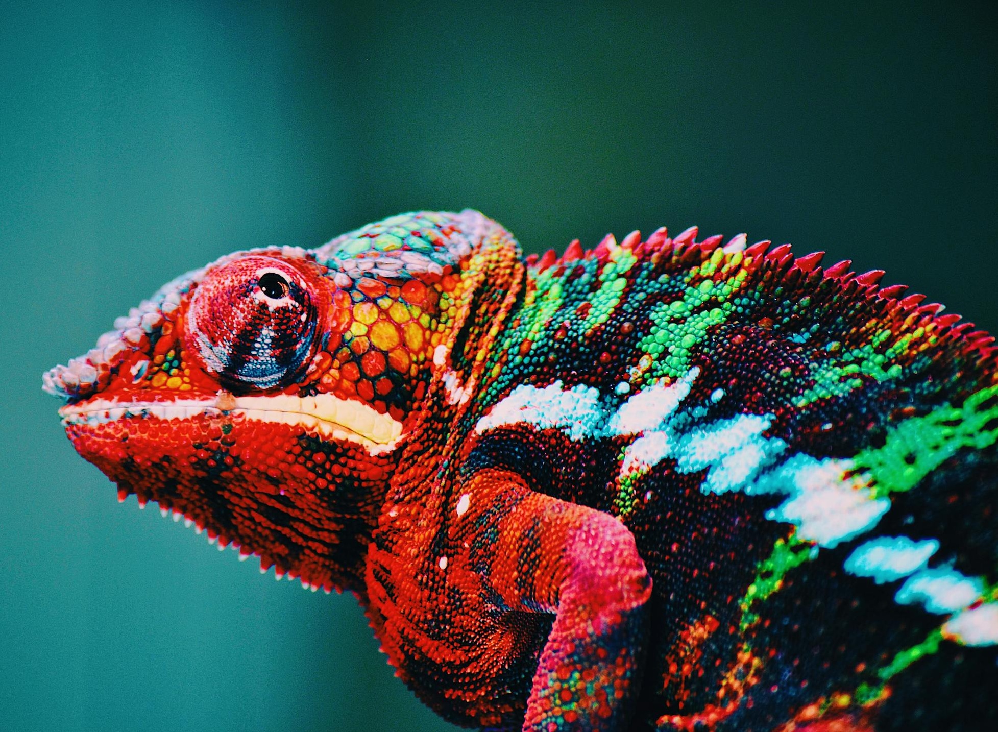 显示从粉丝到客户转化的商业增长图表