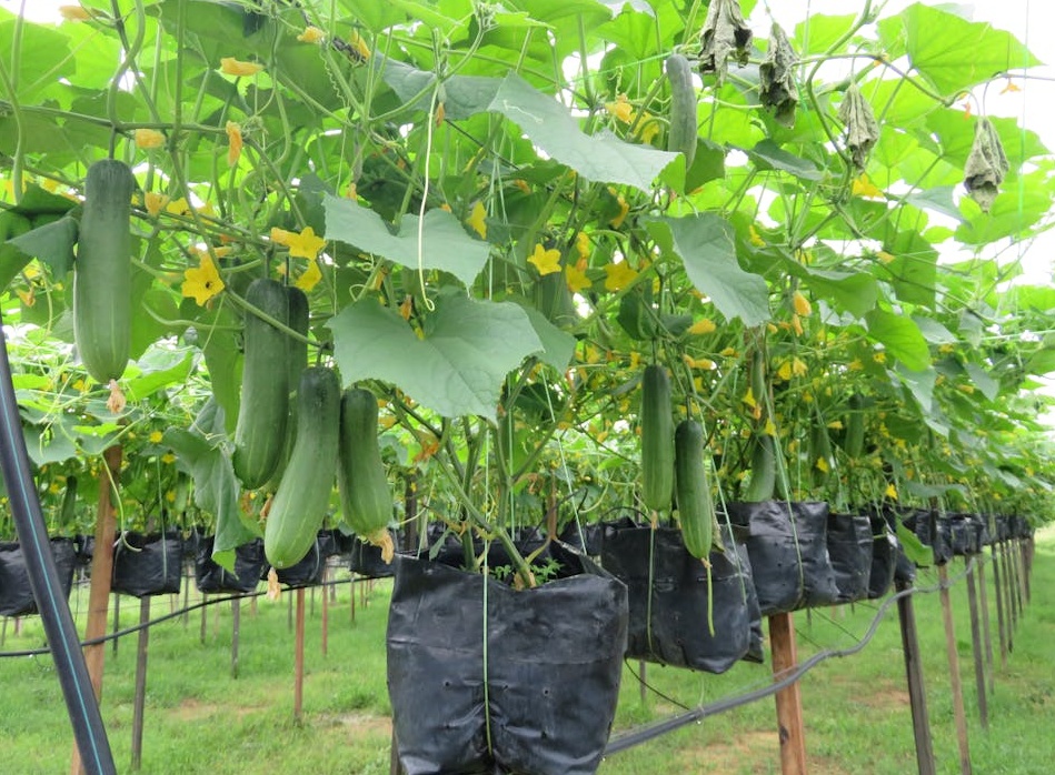 Instagram视频帖子上的点赞和评论图标，代表着高参与度