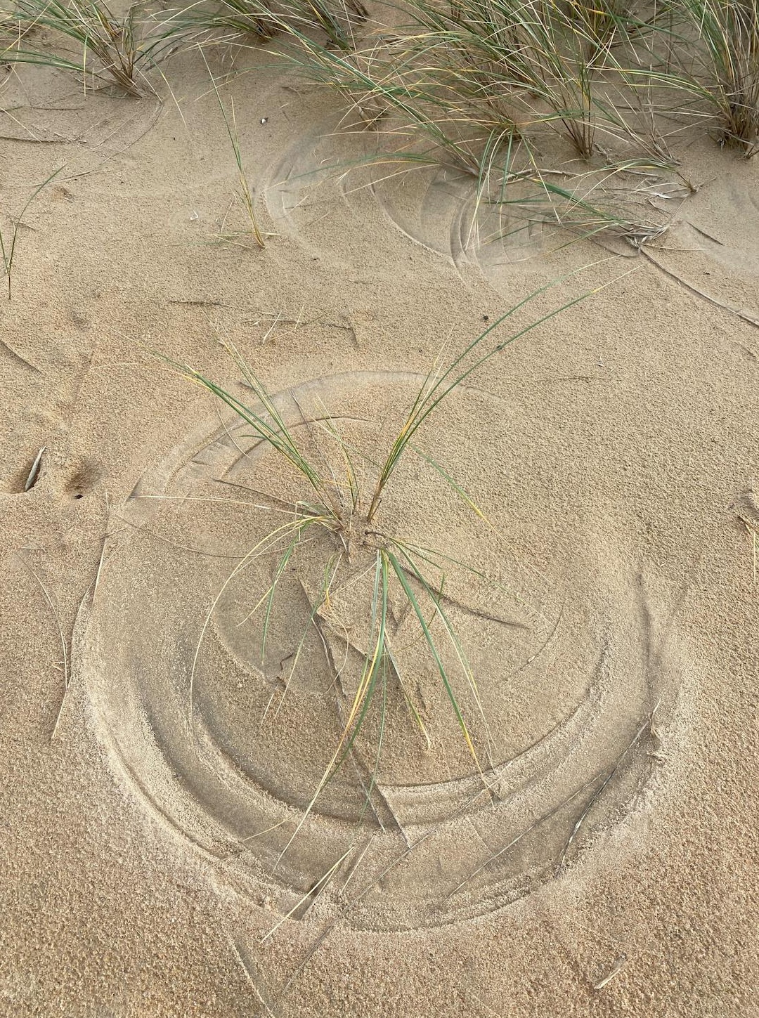 一个人在笔记本电脑上操作数字营销仪表板，代表一键自动化工具