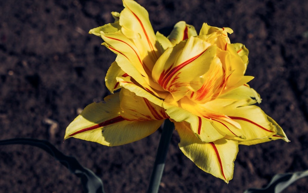 YouTube算法网络连接示意图，评论是关键节点