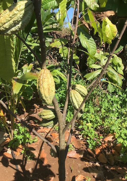 2025年TikTok用户在手机上浏览For You页面