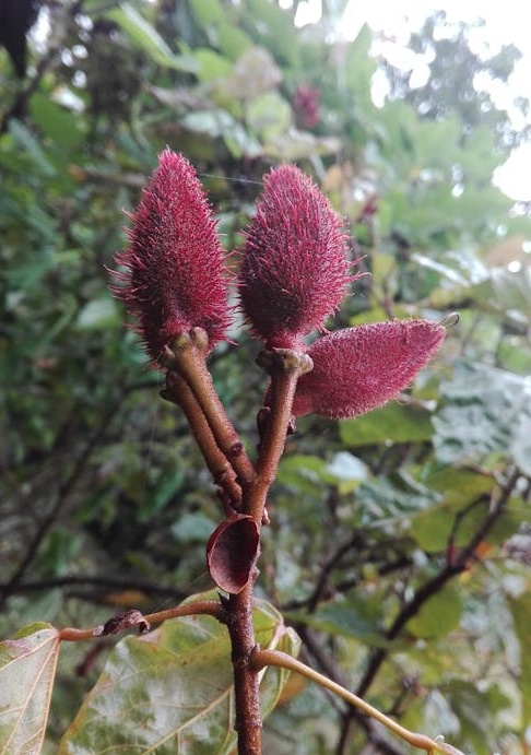 一部展示TikTok界面的手机,象征着巨大的机遇和挑战