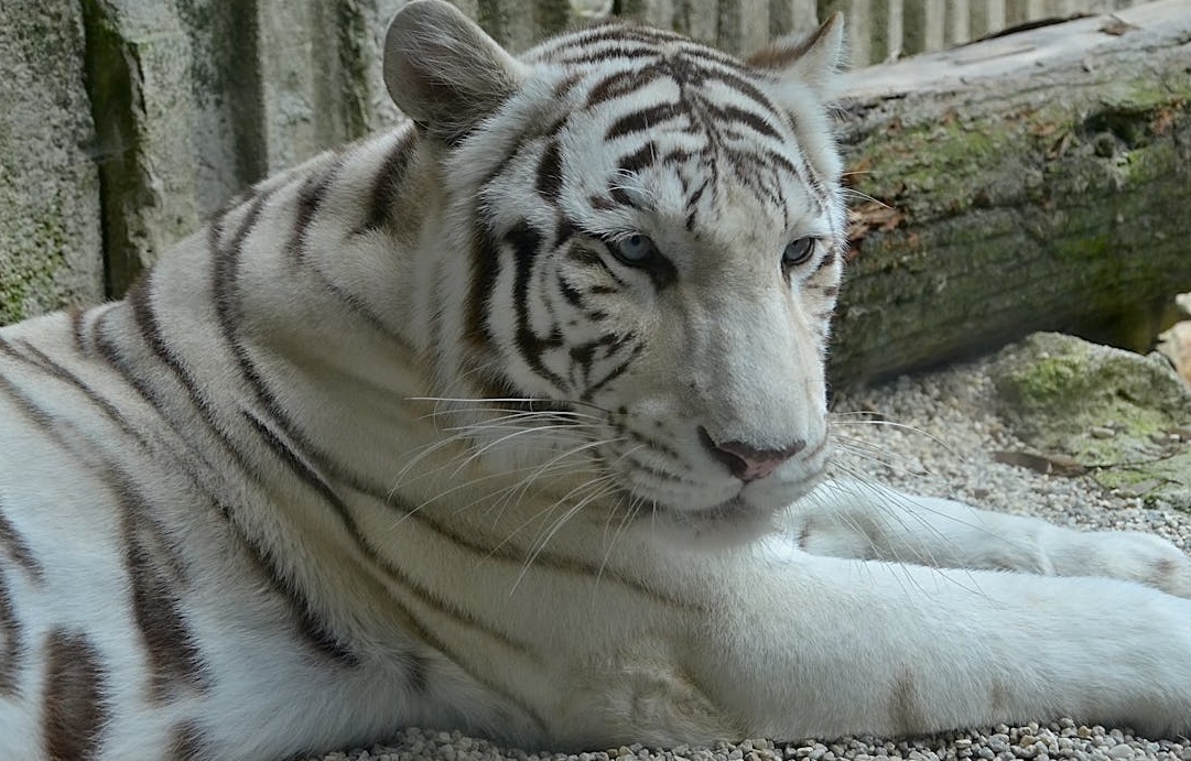 2025年TikTok浏览量增长趋势图