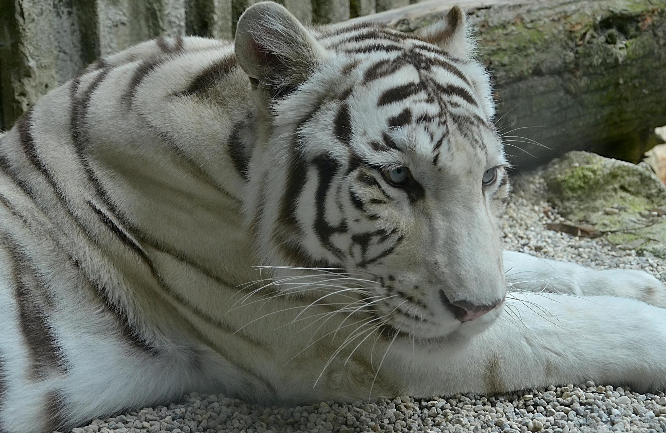 一张显示Instagram算法工作流程的示意图