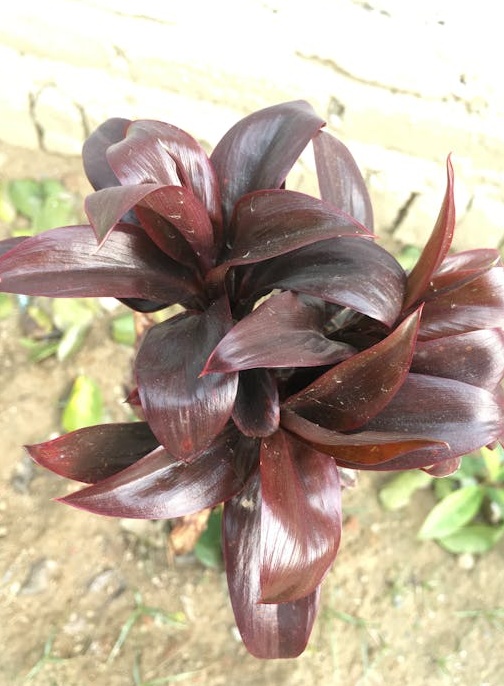 2025年Instagram视频浏览量增长趋势图