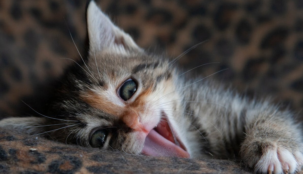 一个显示数据图表和分析的电脑屏幕，象征着通过数据驱动的策略来优化Telegram频道表现