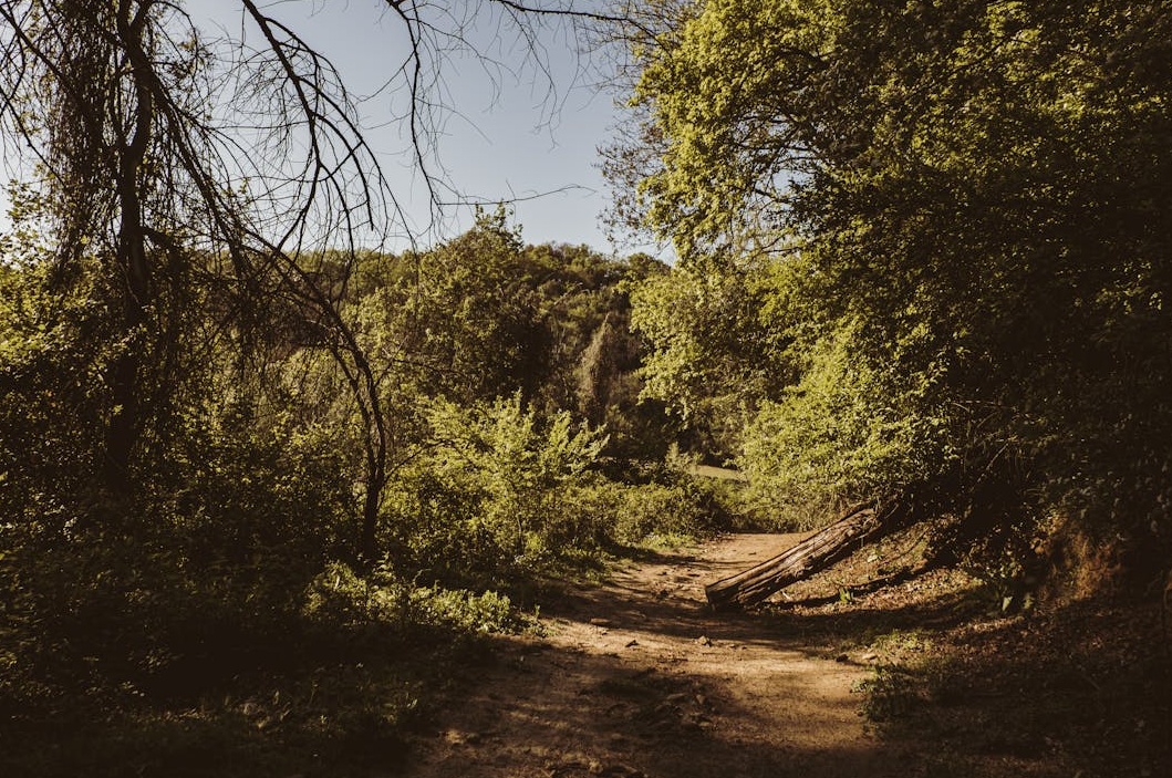 创作者在手机上查看TikTok数据增长