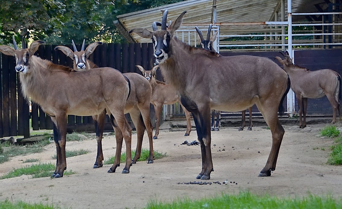 TikTok数据增长示意图