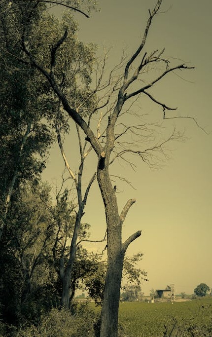 分析TikTok视频数据以优化增长