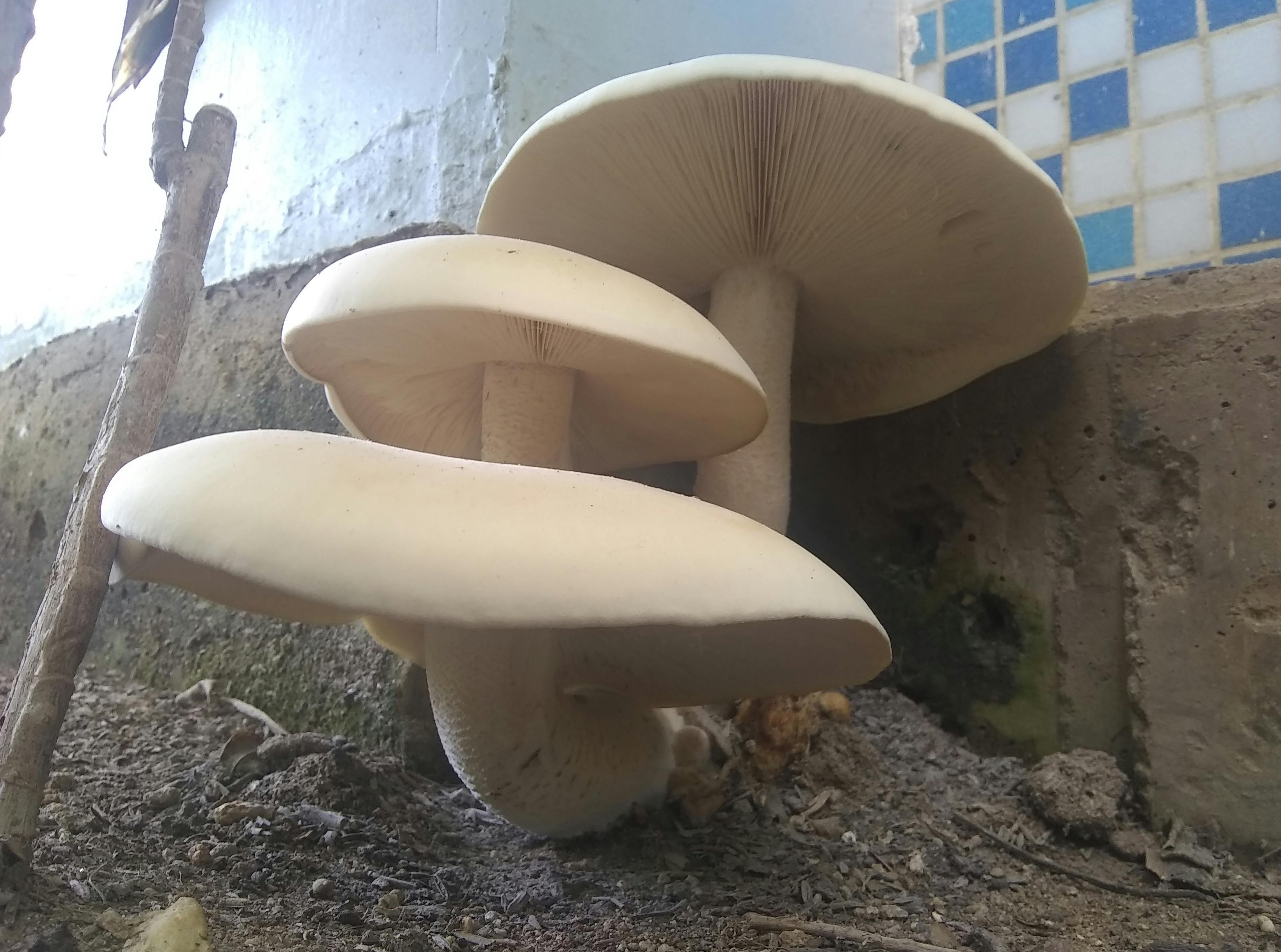 用户正在手机上查看Instagram视频的喜爱度与评论