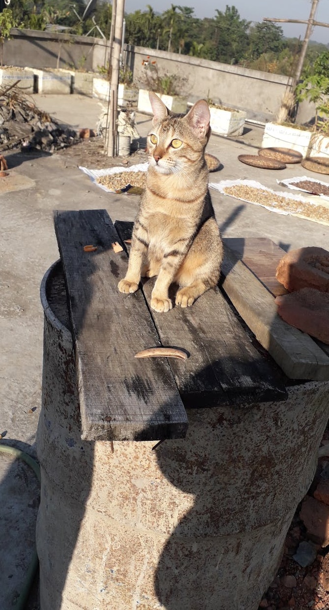 商业图表和向上的箭头,象征着快速增长和成功的趋势