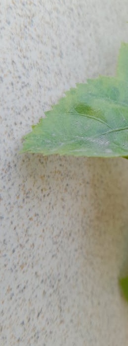 一位时尚的TikTok网红在户外拍摄视频，展现了账号成功后的创作者生活