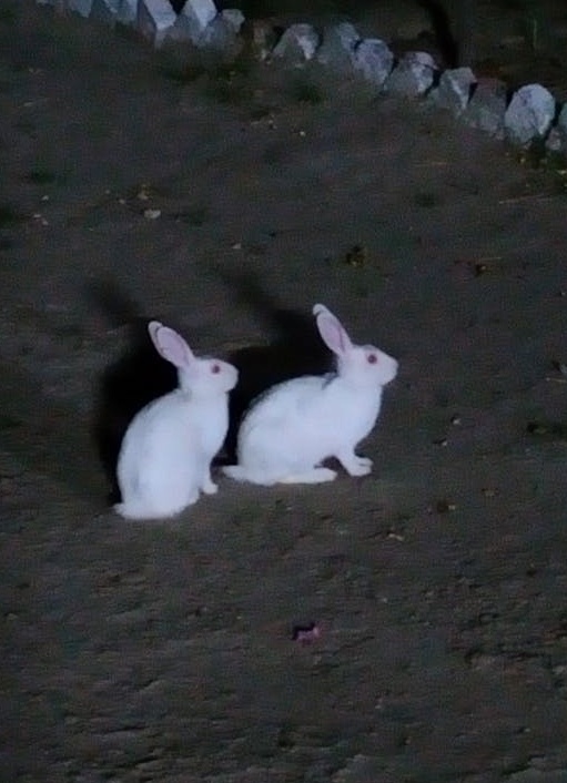 用户在手机上为Facebook商家页面留下五星好评