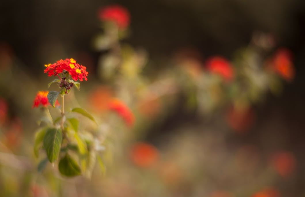 一个拥有大量真实、积极评论的Instagram帖子,充分展示了强大的社交证明力量