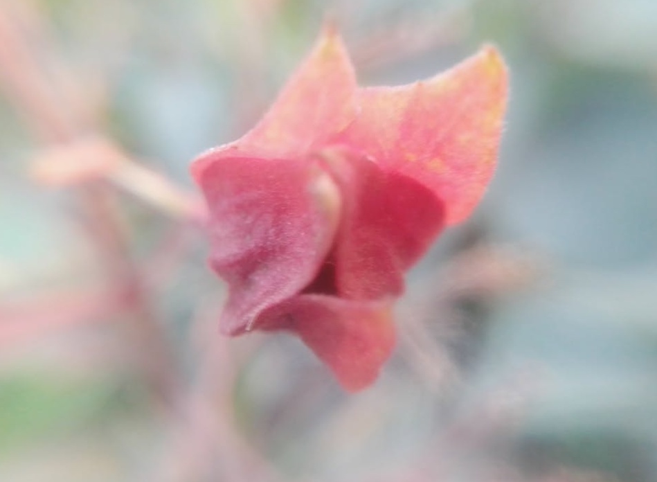 2025年TikTok应用程序界面展示