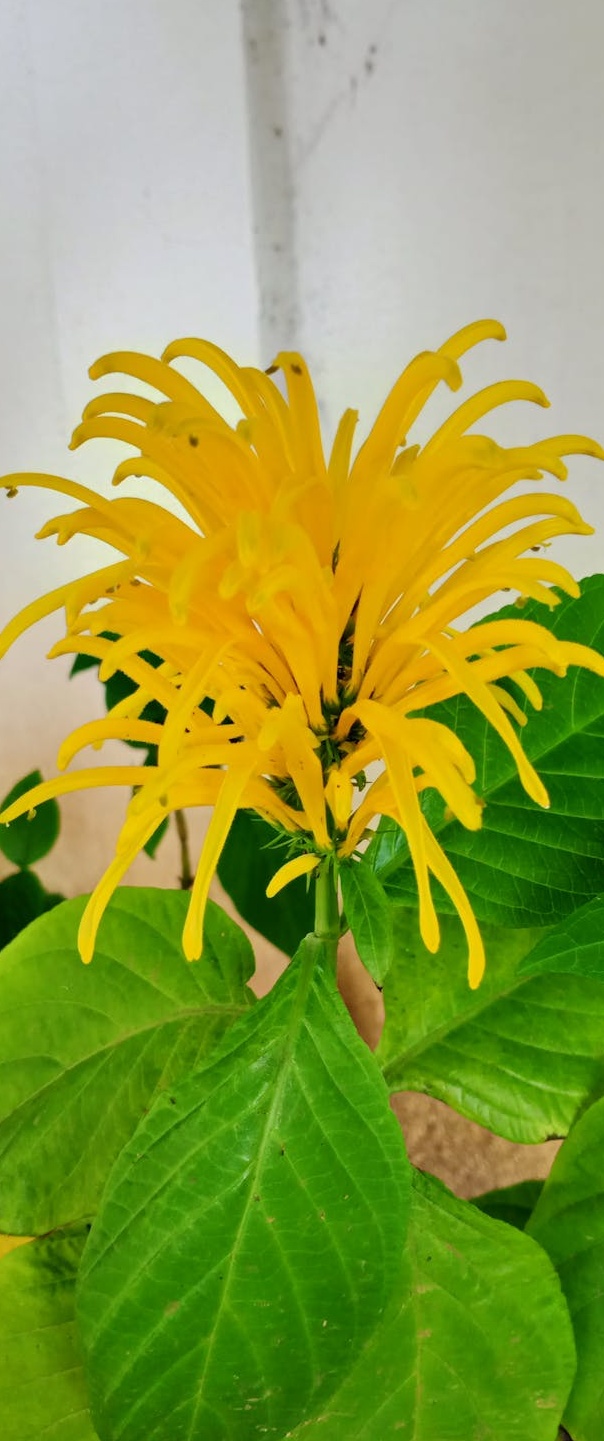 一位用户正在手机上滑动Instagram的探索页，象征通过购买评论提升视频可见性