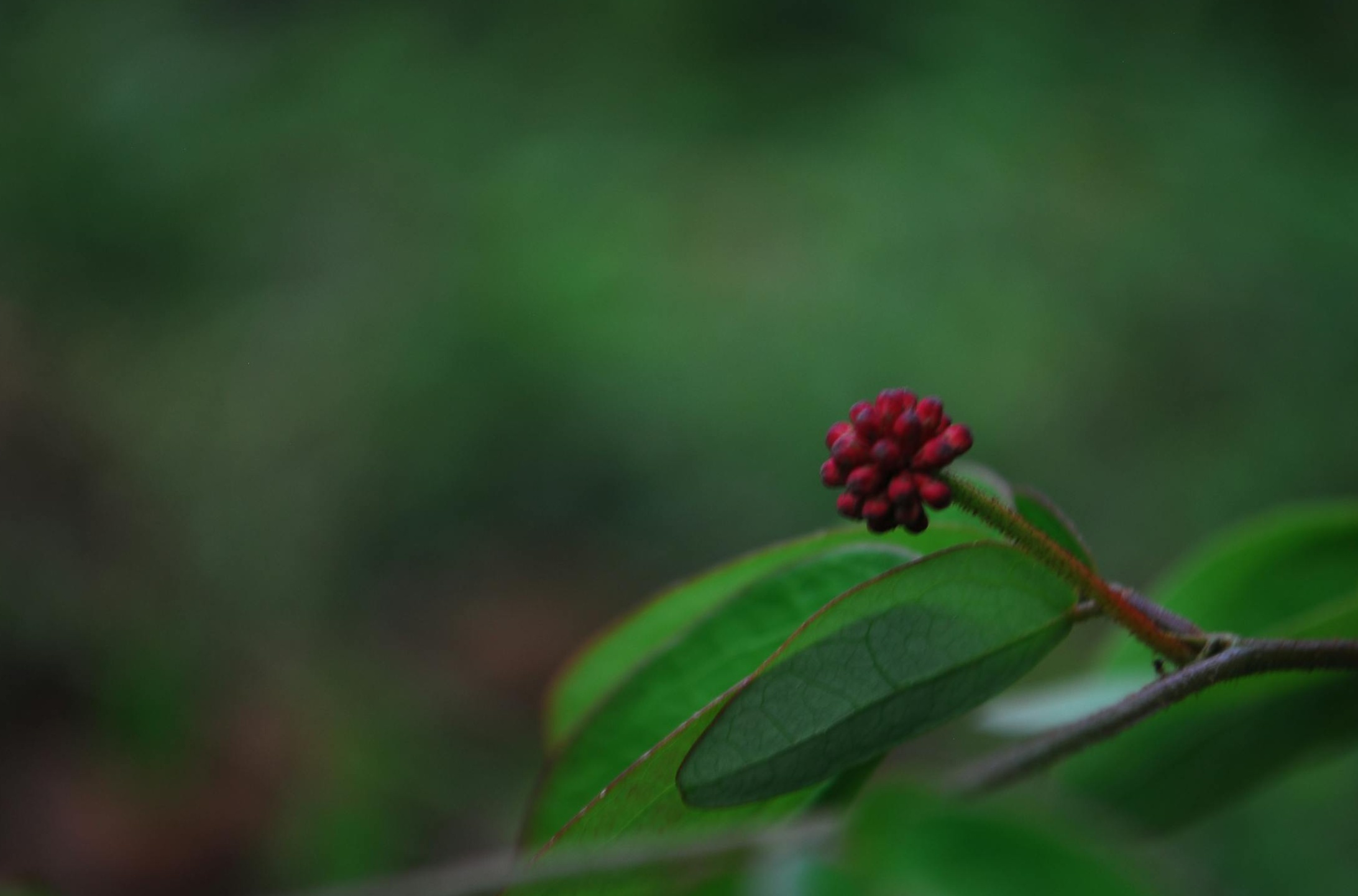 成功YouTube创作者展示频道成就