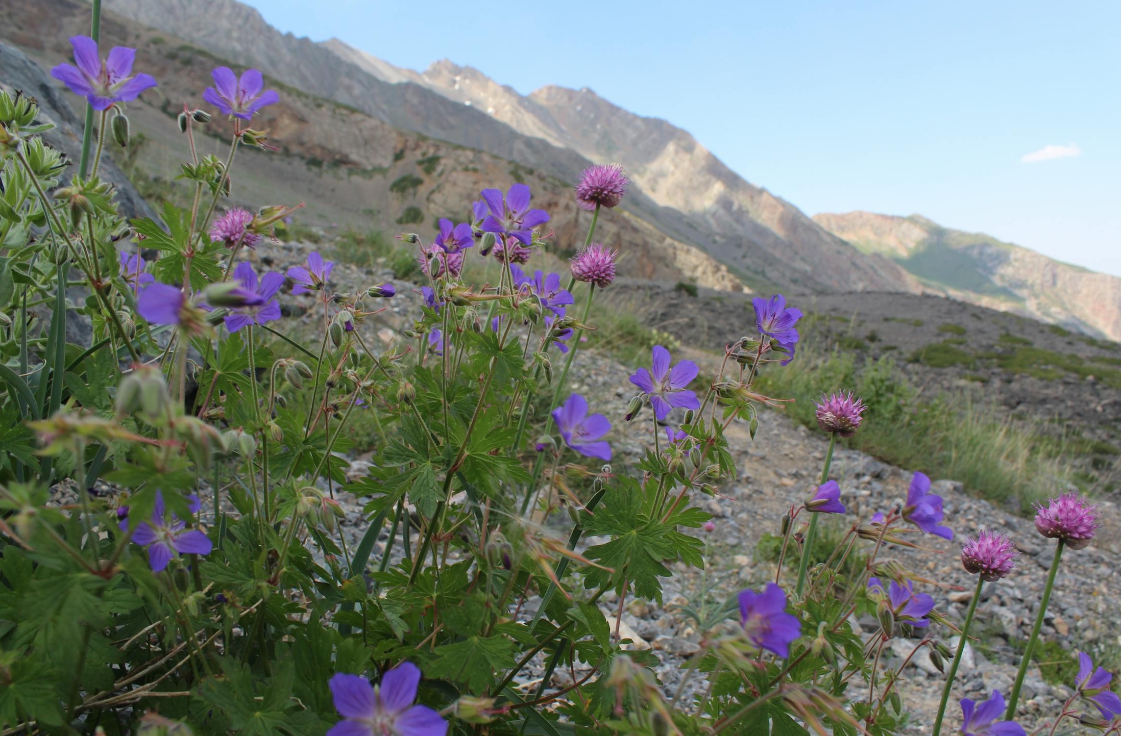 一个人用手机进行线上支付，旁边摆放着信用卡