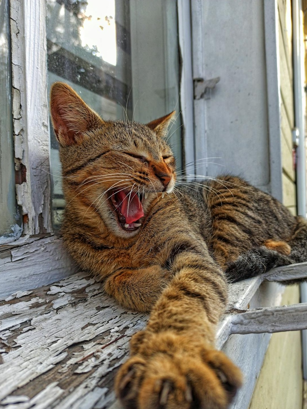 手机屏幕上显示着Instagram应用和多个点赞图标