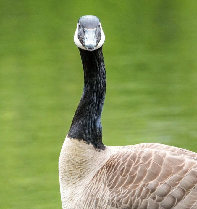 通过Facebook视频评论建立的活跃社区