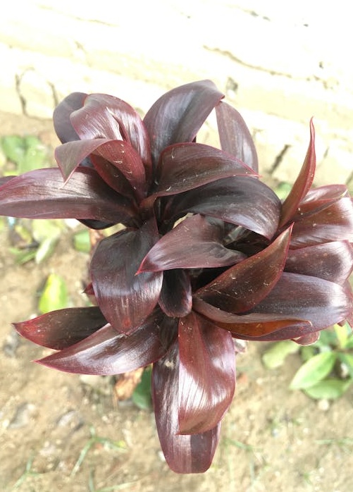 一个显示TikTok增长趋势的数据分析图表