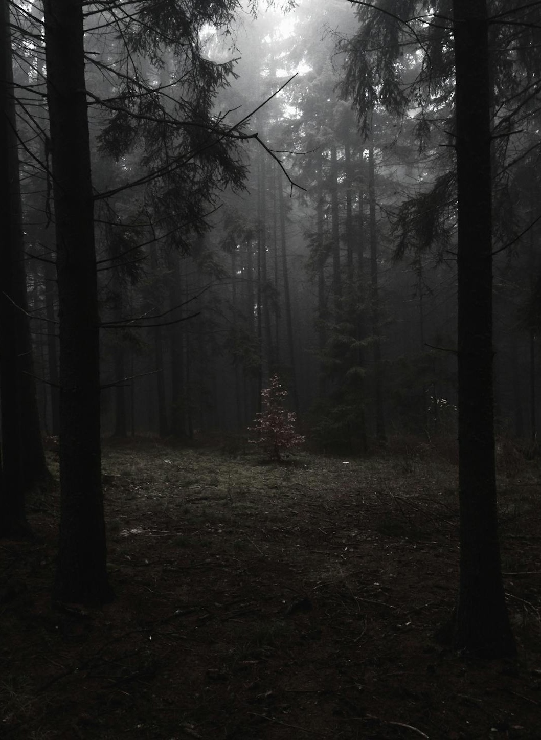 一个展示TikTok视频和大量点赞的手机屏幕