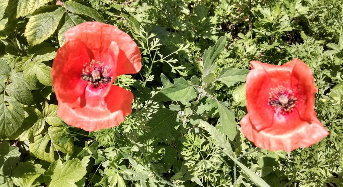 抽象概念图,象征着社交媒体上数字影响力与全球用户之间的广泛连接和互动