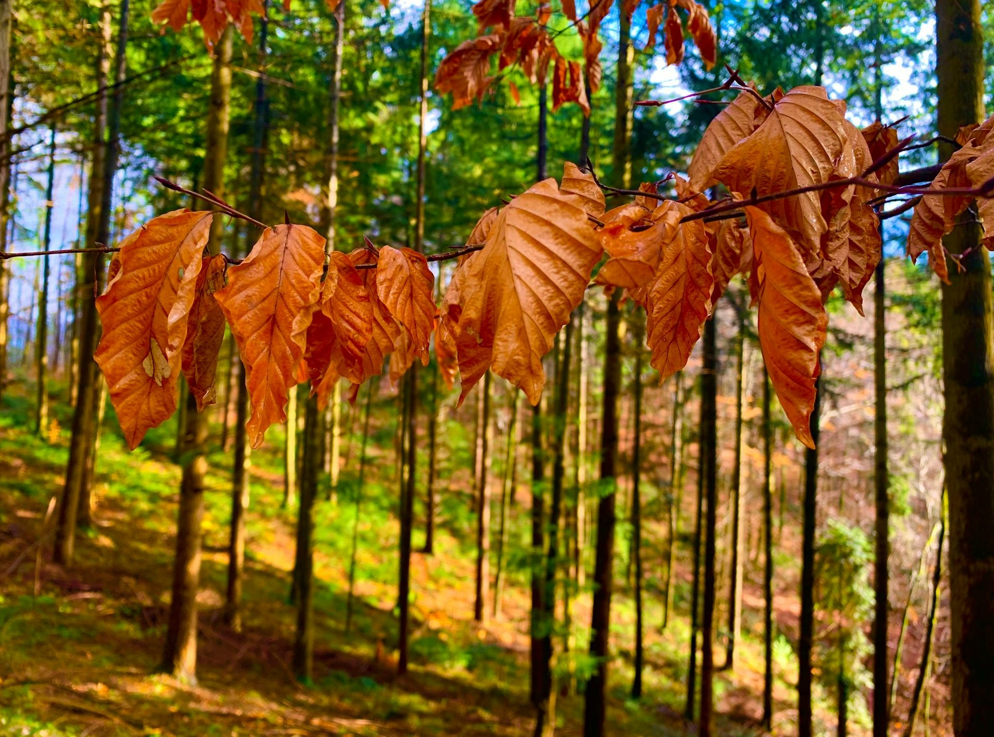 一位创作者正在使用环形灯和手机支架拍摄TikTok视频