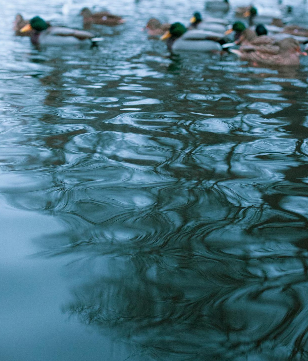 一个女性在屏幕前对着麦克风，背景是社交媒体的直播界面，显示着评论和点赞