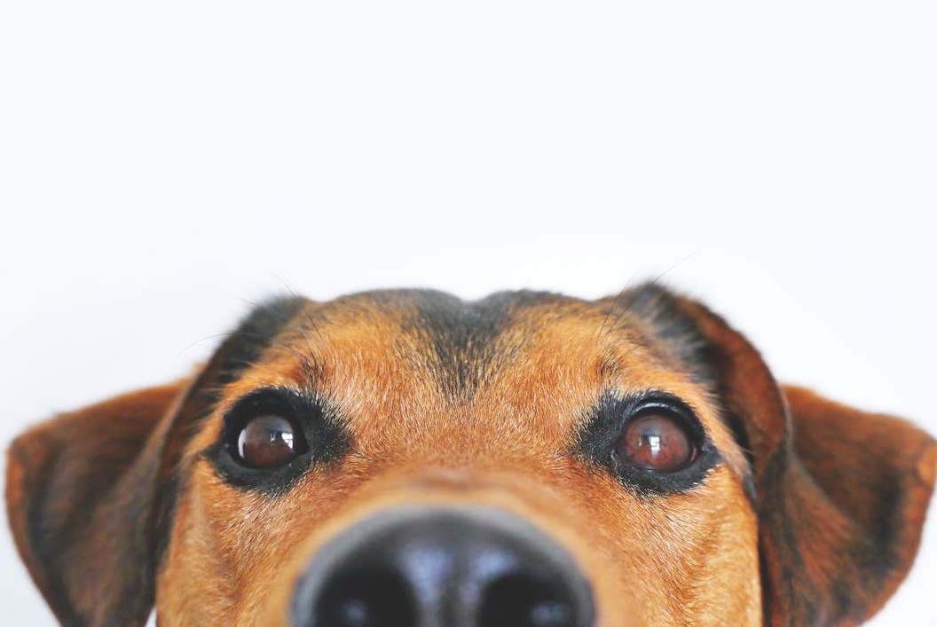 一名年轻女性正在对着专业的麦克风录制内容,屏幕上显示着视频编辑界面,体现高质量内容创作。