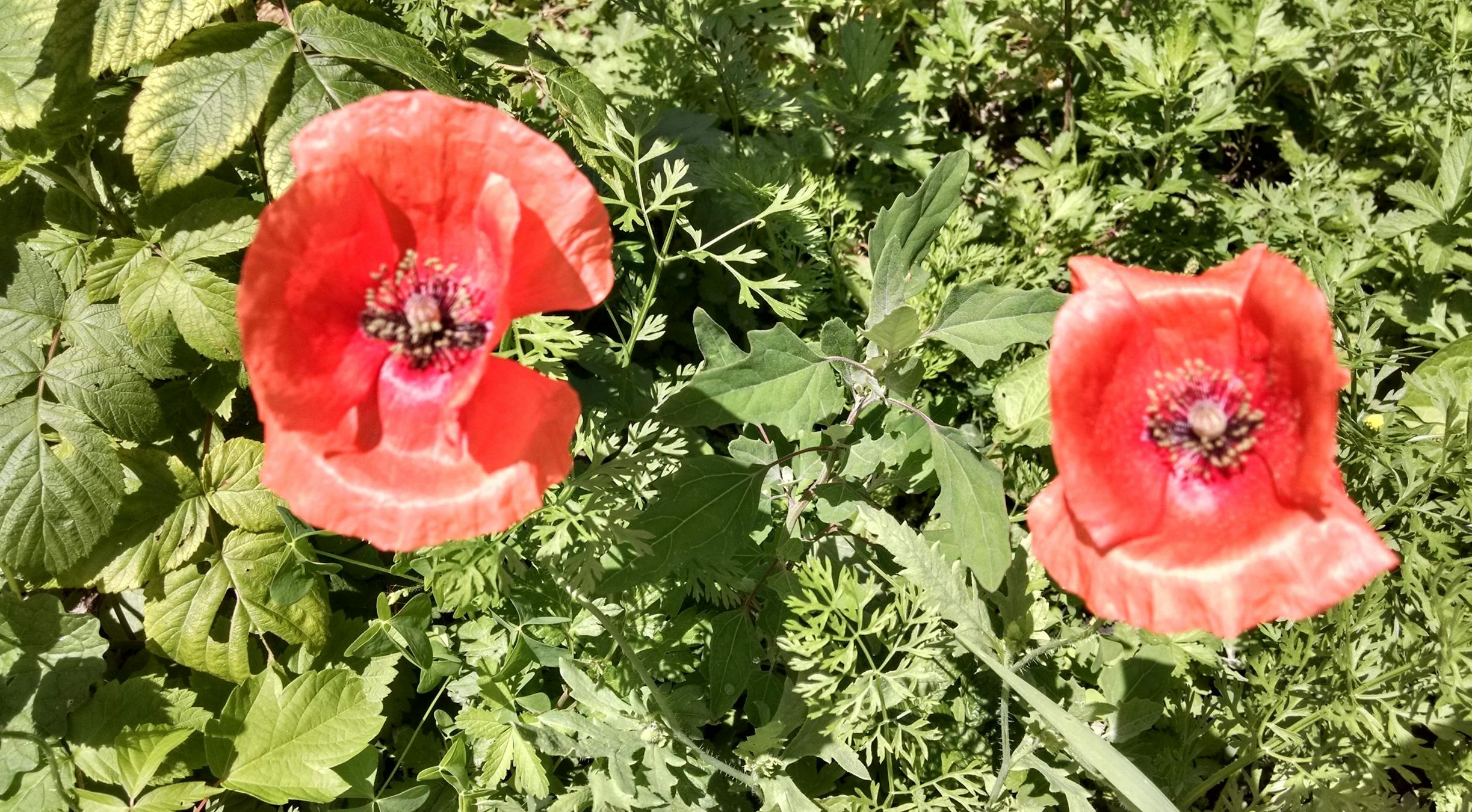 手机屏幕显示Instagram界面,用户正在与评论互动,下方是用户分析和增长策略