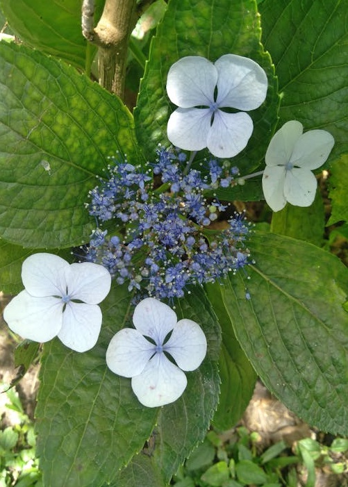 带有锁形图标的手机屏幕，表示安全性