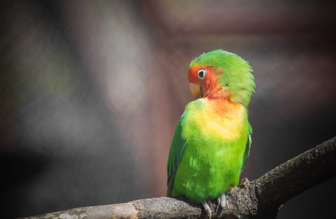 一个人在笔记本电脑前进行视频通话或直播，屏幕上显示多人头像，象征创作者与粉丝的社区互动。