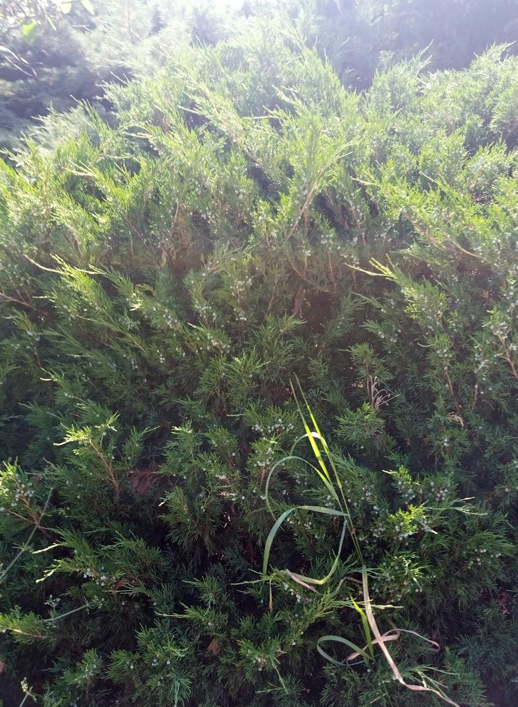 手机上正在进行电商直播的场景