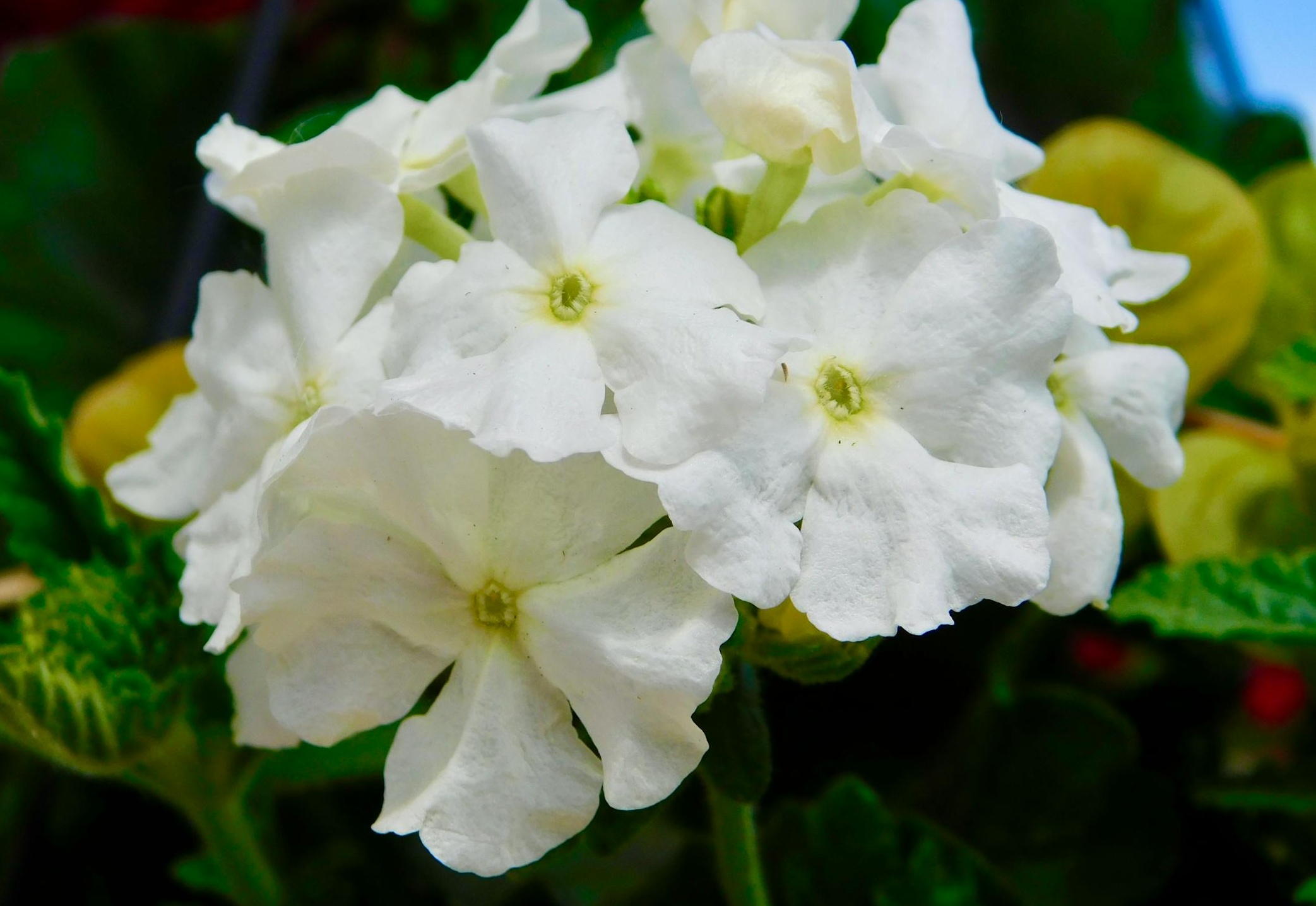 一个人用手指触碰笔记本电脑屏幕上的“ROI”图标，背景是数据图表，象征着投资回报率和分析