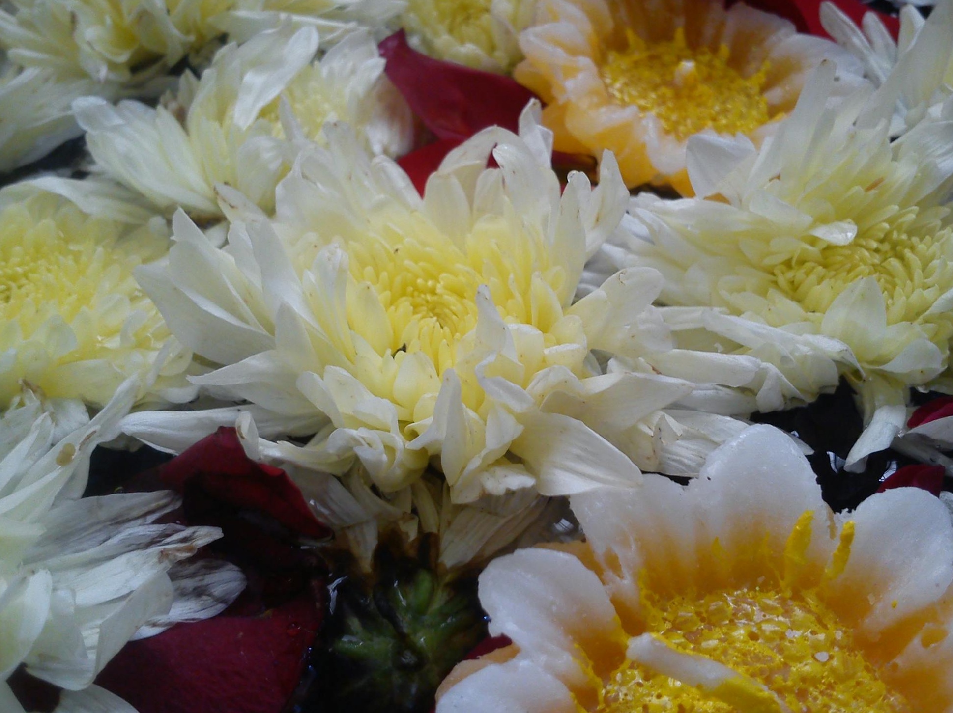 一位社交媒体营销人员在使用笔记本电脑分析Instagram数据，展示策略实施