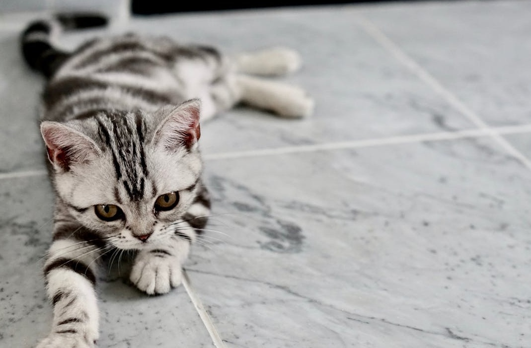 智能手机上的在线视频播放界面