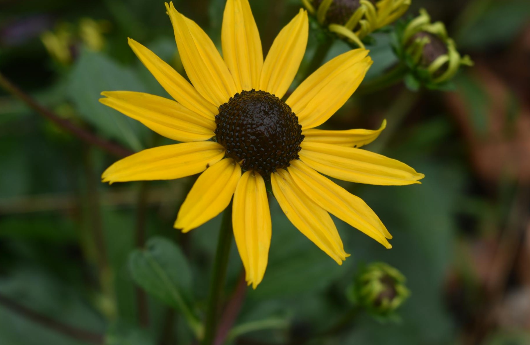 营销人员在笔记本电脑上分析YouTube广告数据，优化投放策略。