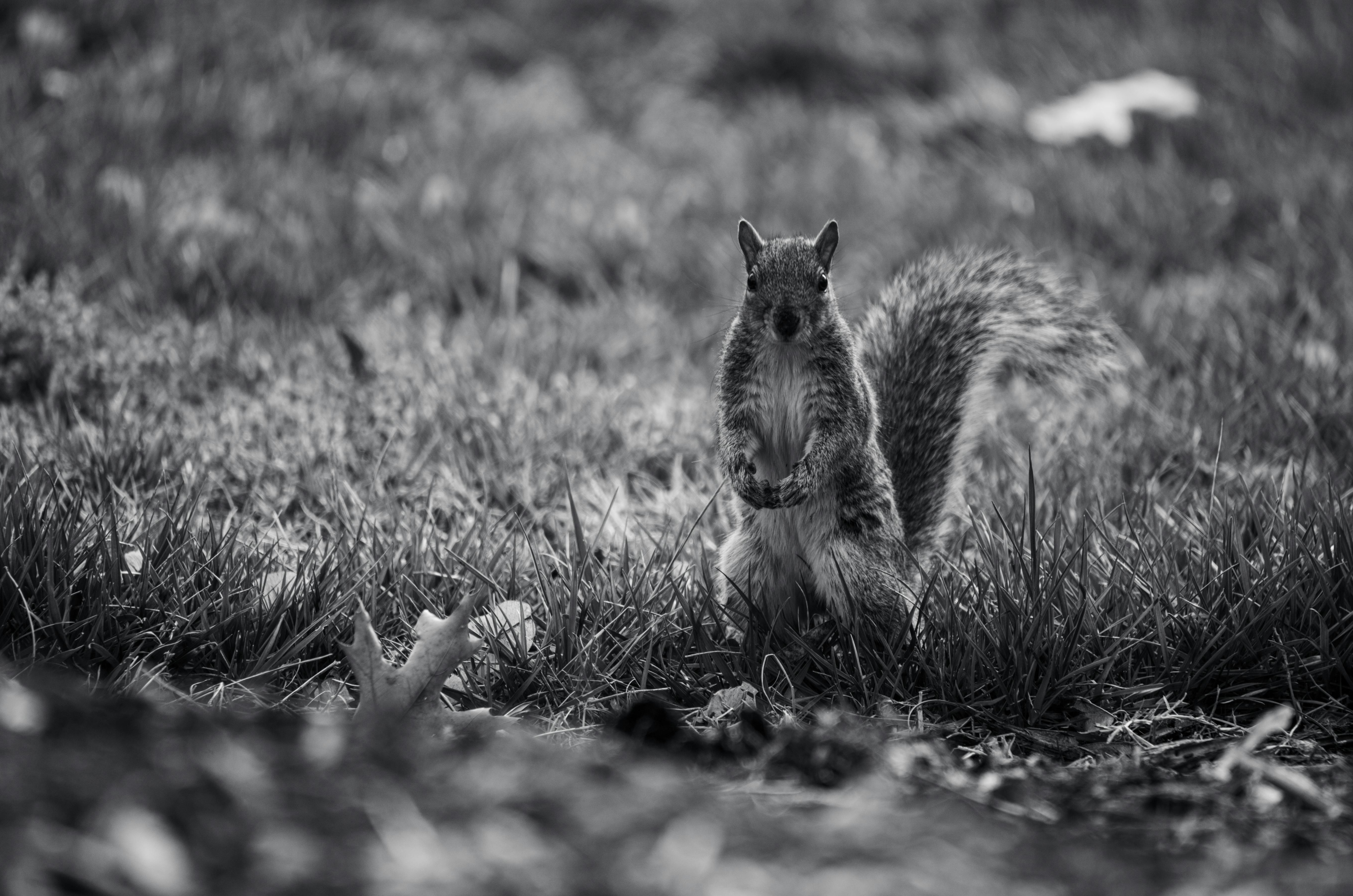 一位自信的女士手拿平板电脑，屏幕显示积极的增长图表，象征营销成功与投资回报