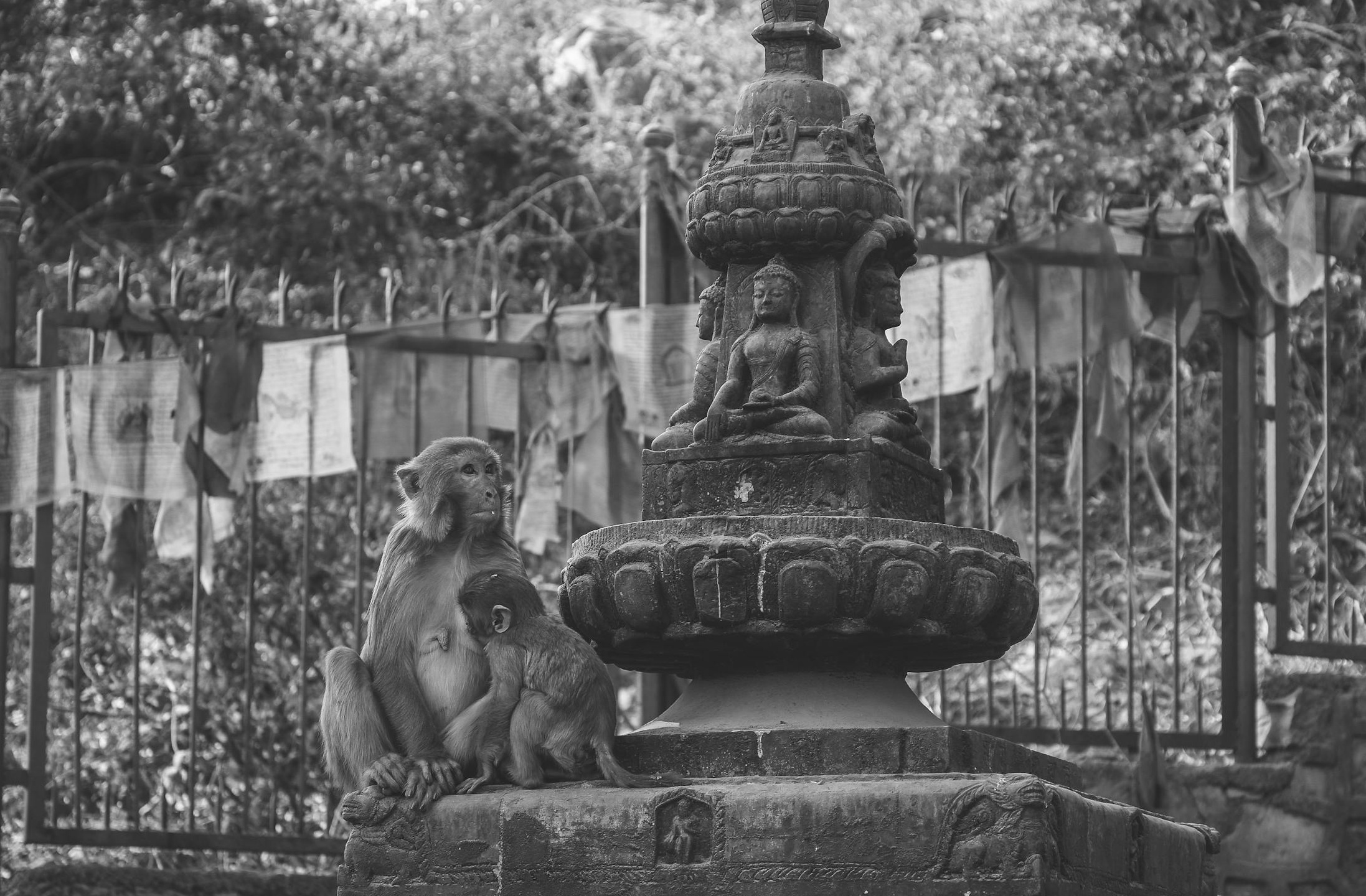 一键操作界面，提升YouTube粉丝