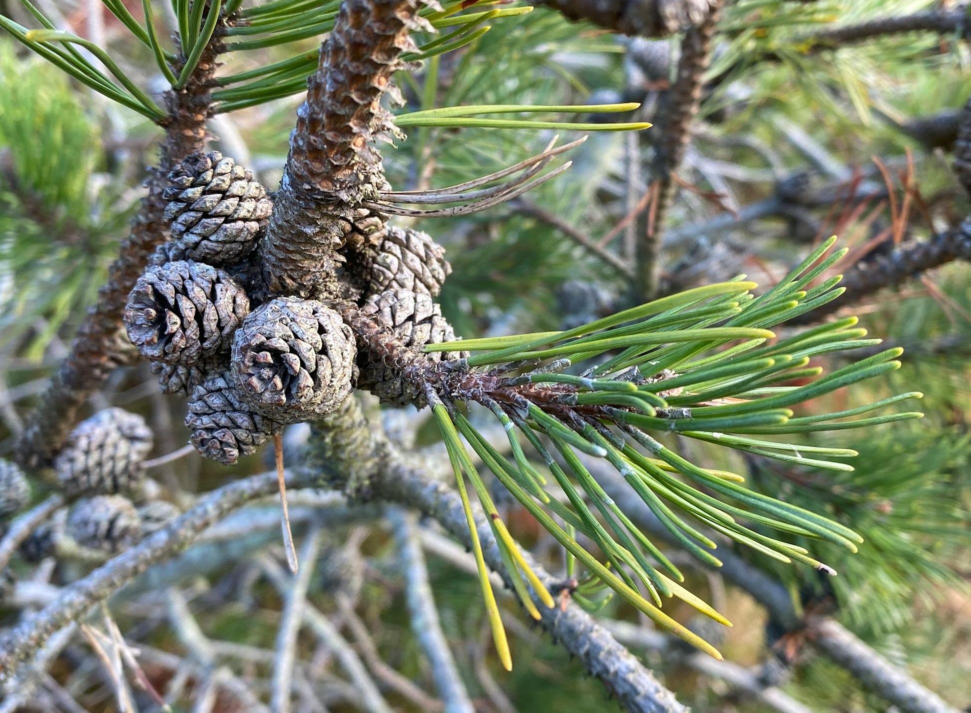 一个创作者在录制视频