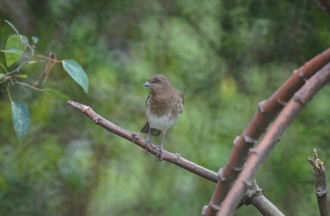 Engaging social media post with a video and comments.