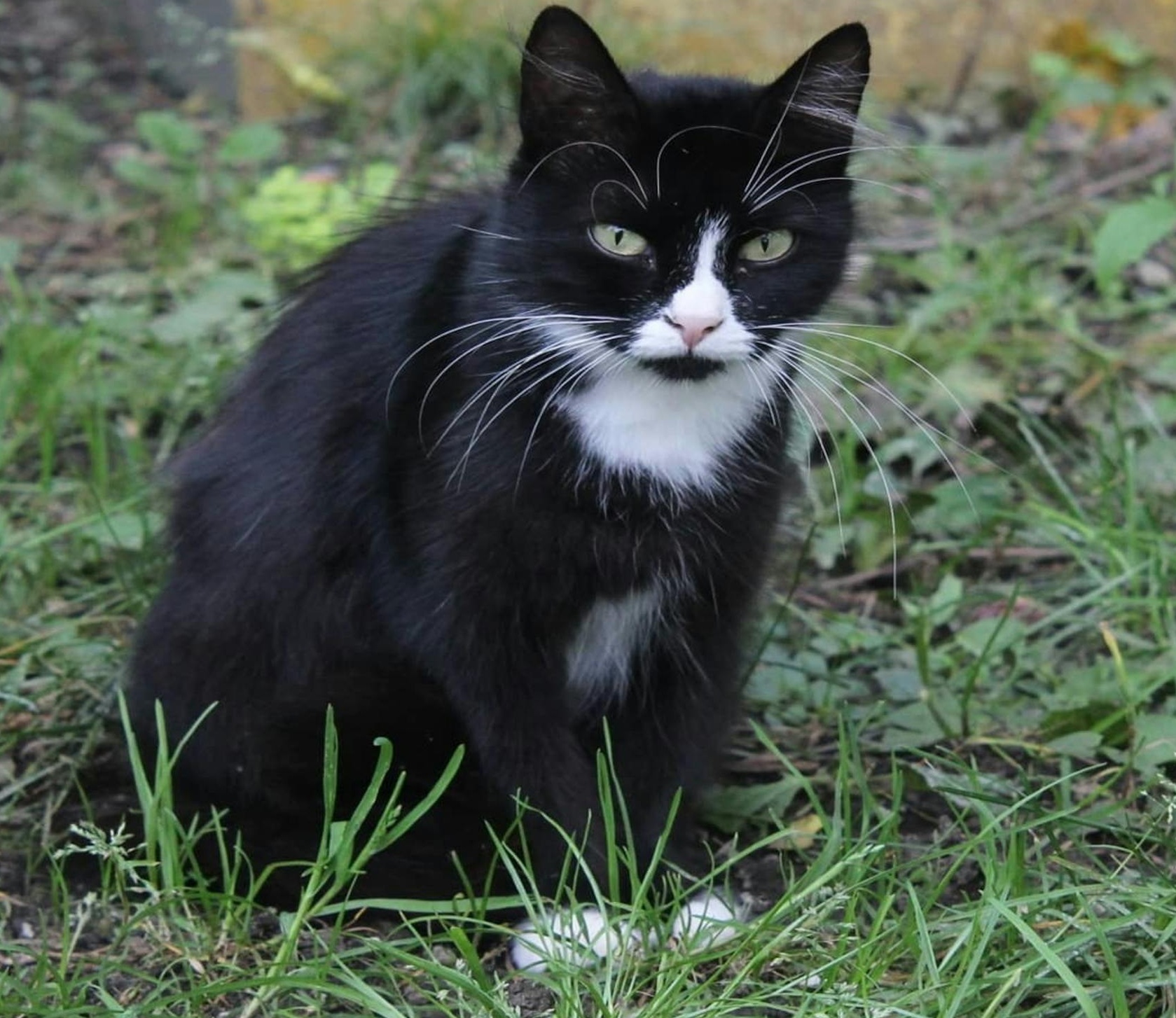 油管数据分析与增长趋势