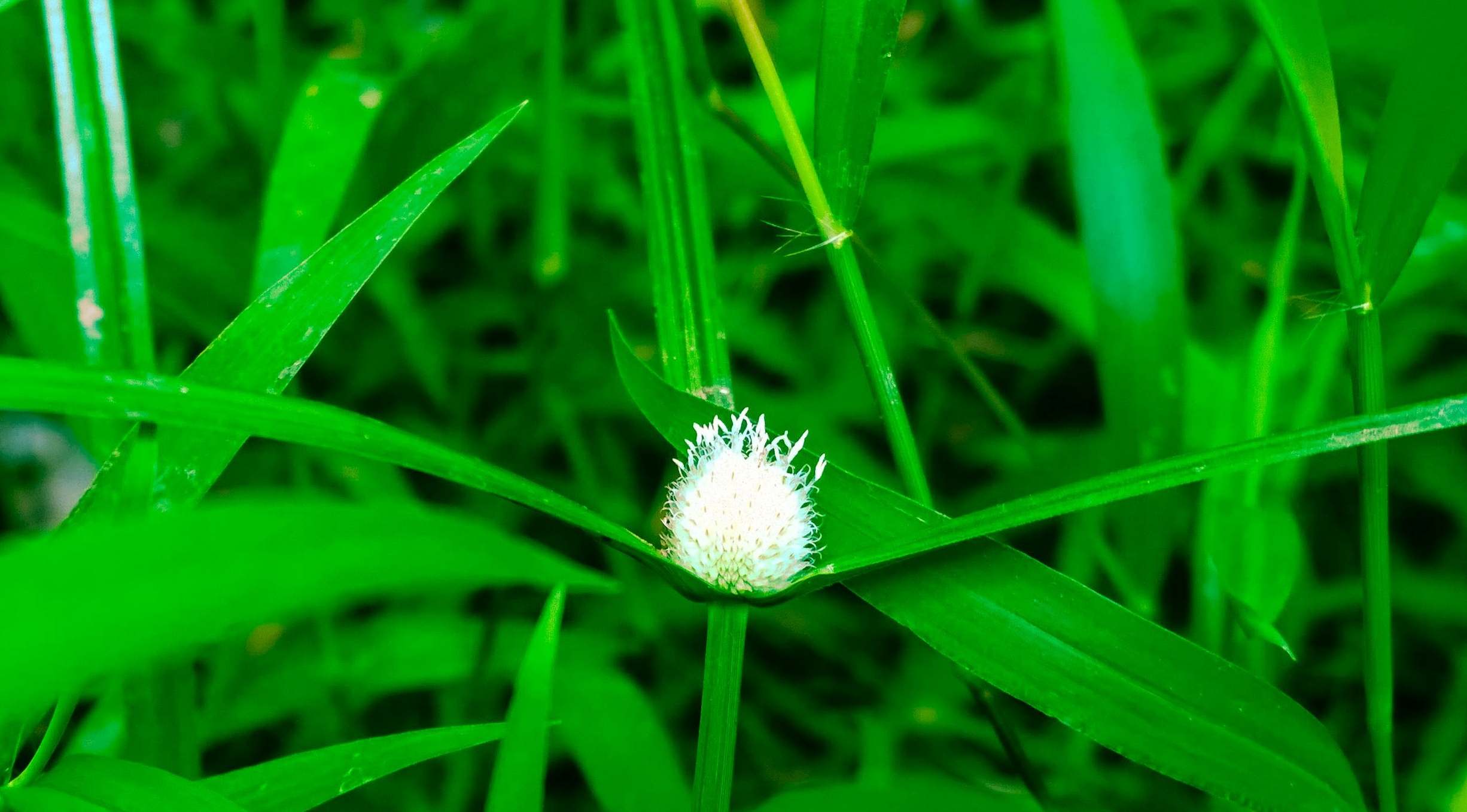 优质内容创作是核心