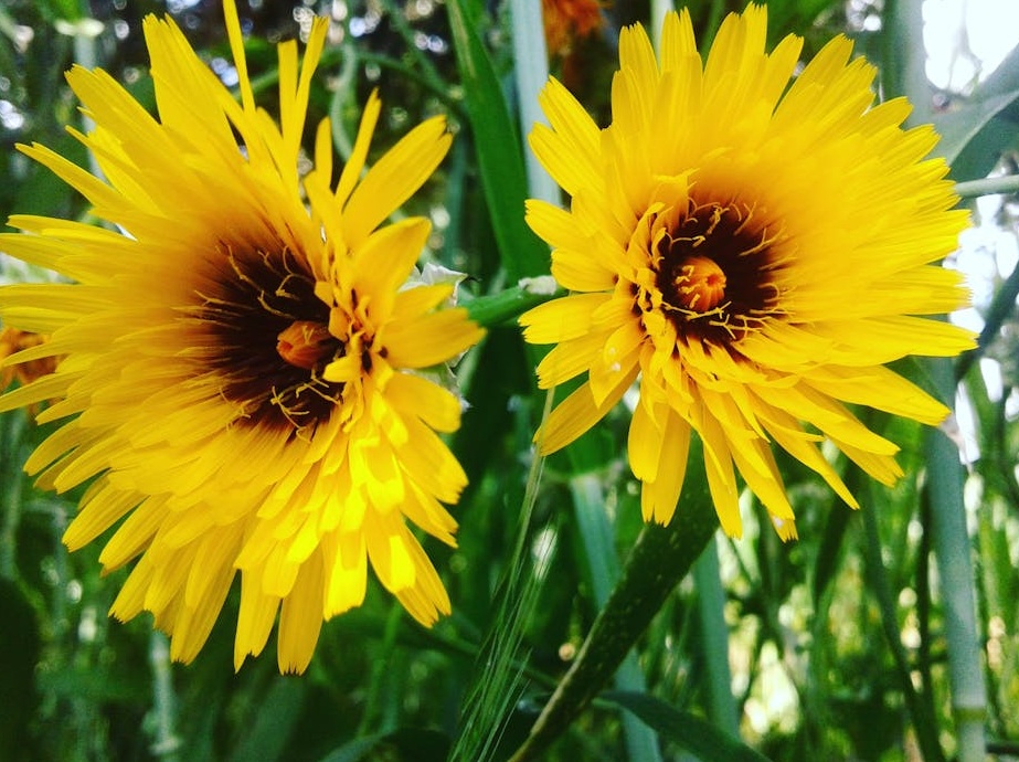 2025年Twitter内容放大：转推带来的无限商机